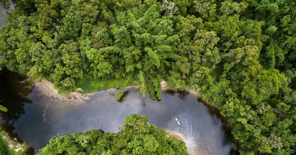Forêt amazonienne au Brésil