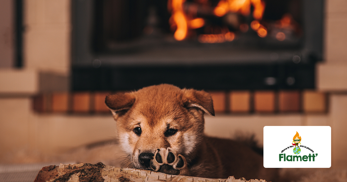 Feu de cheminée : quels risques pour mon animal ?