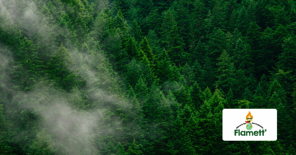 COP27 : lancement d’un partenariat pour la protection des forêts