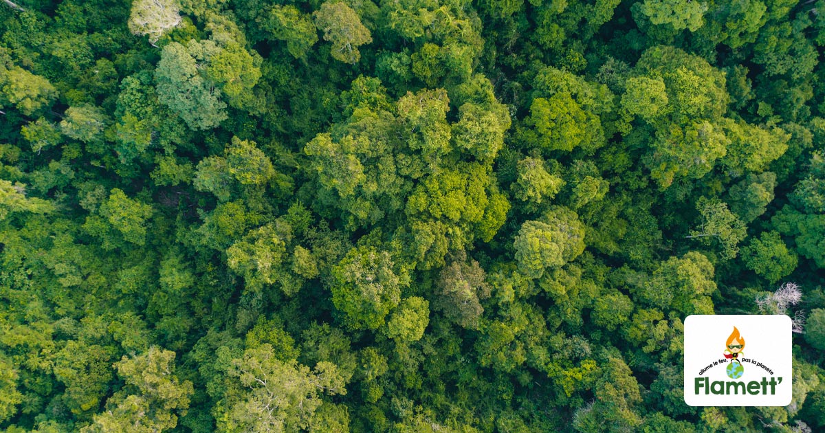 Préserver la forêt : les petites actions aux grands résultats